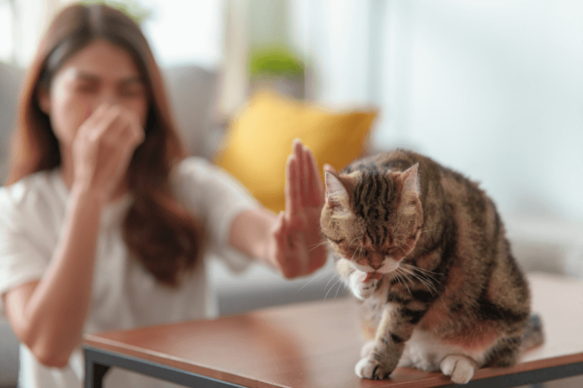 9 Strategies to Cut Down on Cat Allergens at Home