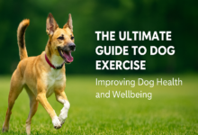 The Ultimate Guide to Dog Exercise: Improving Dog Health and Wellbeing