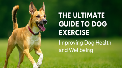 The Ultimate Guide to Dog Exercise: Improving Dog Health and Wellbeing