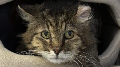 The Benefits of Adopting Older Cats