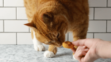 The Greatest Cat Treats: A Guide to Nutritious Snacking