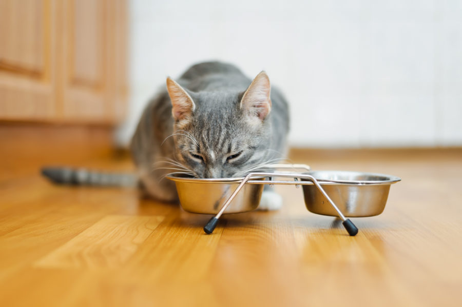 An Elevated Cat Bowl's Advantages