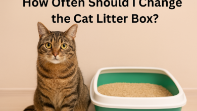 How Frequently Should the Cat Litter Box Be Changed?
